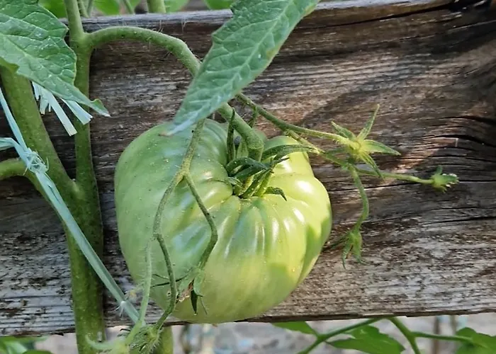 Nina's House 5 A 300 Mt Dal Mare דירה Santa Caterina Dello Ionio Marina